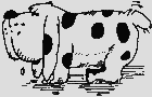 Cocker Spaniel